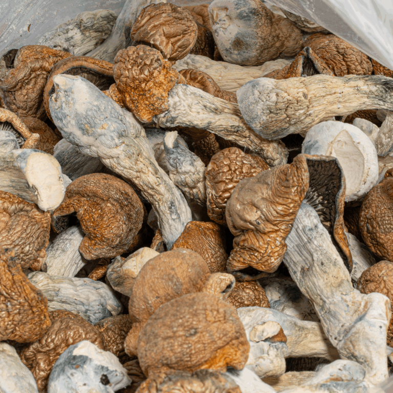 Tidal Wave Mushrooms