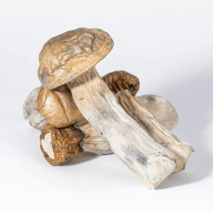 buy GC Thrashers Mushrooms
