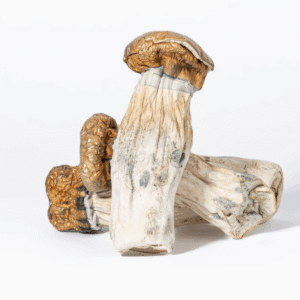 GC Thrashers Mushrooms