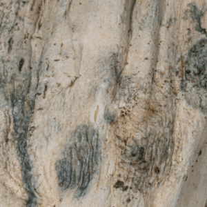 GC Thrashers Mushrooms