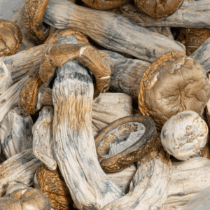 GC Thrashers Mushrooms