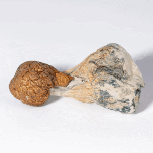 buy Trinity Mushrooms