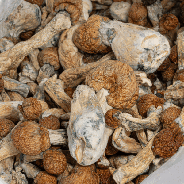Trinity Mushrooms