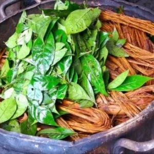 buy Ayahuasca plant