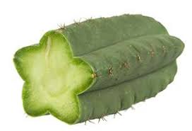 San Pedro Cactus Powder 100% Organic