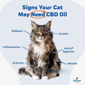 CBD Oil for Cats