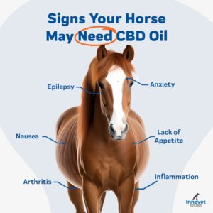 CBD Oil for Horses