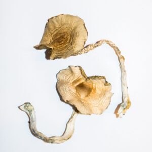 Buy Golden Teachers Magic Mushrooms