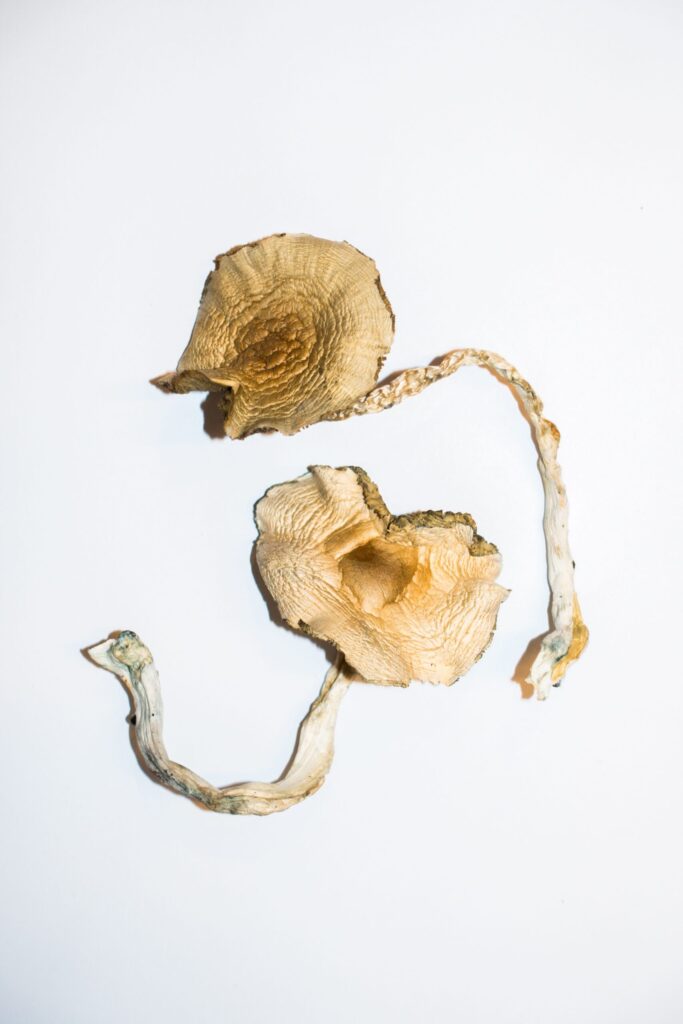 Buy Golden Teachers Magic Mushrooms