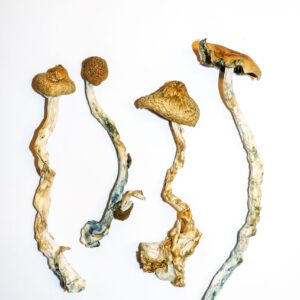 Golden Teachers Magic Mushrooms