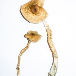 Golden Teachers Magic Mushrooms