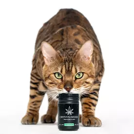 CBD for Cats